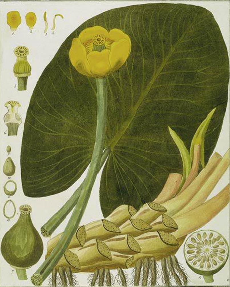 Friedrich Guimpel (1774 - 1839) - Foto 1